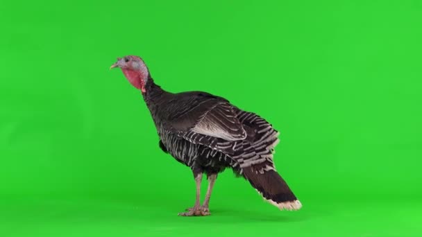 Female Black Turkey Stands Green Screen — Stock Video