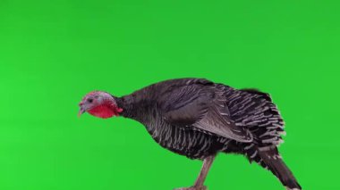 Siyah hindi kadın yeşil ekrana bakıyor.