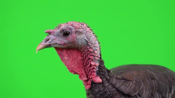 Portrait Female Black Turkey Green Screen — Stock Video