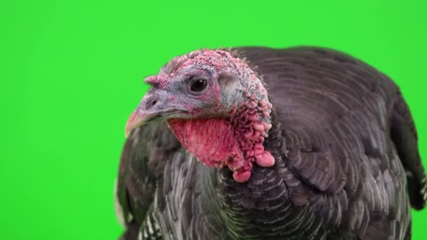 Portrait Female Black Turkey Green Screen — Stock Video