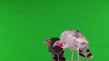 Genç hindiler yeşil ekranda