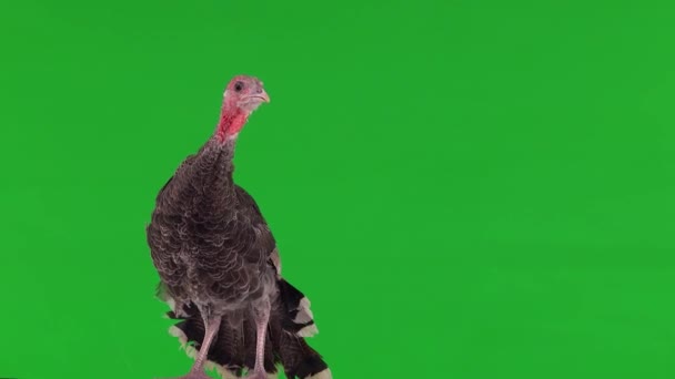 Young Turkey Looking Different Directions Green Screen — Stock Video
