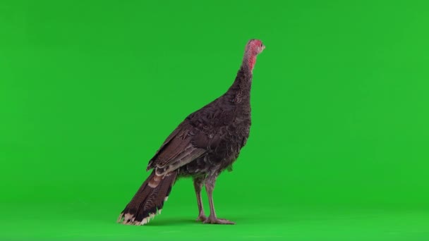 Young Turkey Looking Different Directions Green Screen — Stock Video