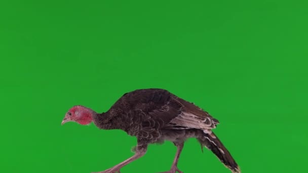 Young Turkey Moves Green Screen — Stock Video