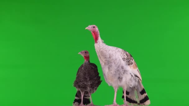 Young Turkeys Green Screen — Stock Video