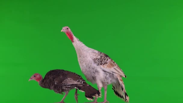 Young Turkeys Green Screen — Stock Video