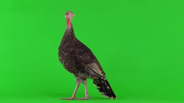 young turkey squeaks on a green screen