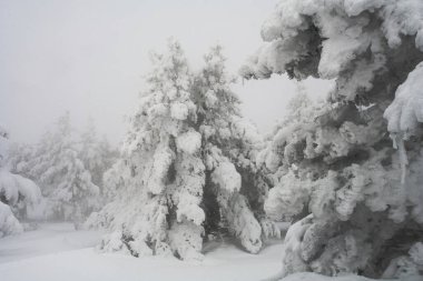 Kar yağışı sırasında kış manzarası