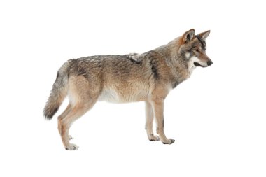 Kışın kar altında beyaz arka planda izole bir şekilde duran gri kurt..