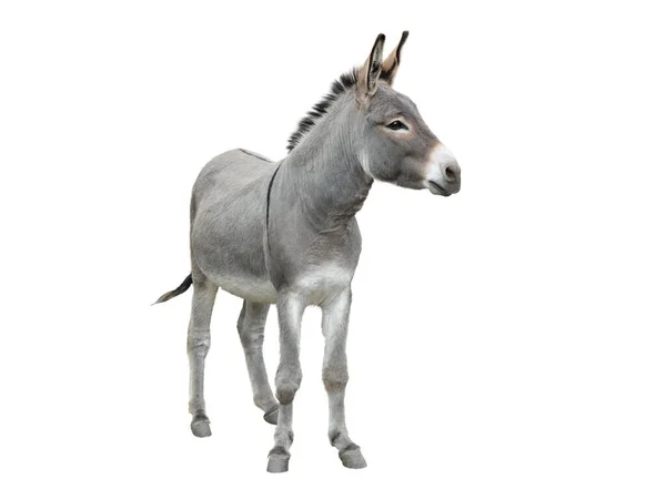 Donkey Isolated White Background — Stock Photo, Image