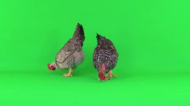 Yeşil ekranda gri tavuk ve horoz. Tavuk ve horoz bir buğday tanesi gagalar, doğal ses