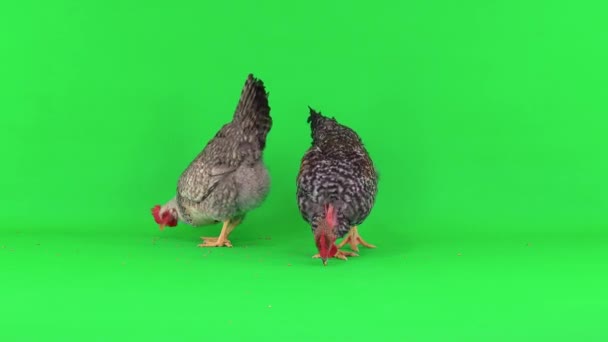 Pollo Grigio Gallo Uno Schermo Verde Gallina Gallo Beccano Chicco — Video Stock