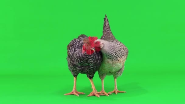 Graues Huhn Und Hahn Auf Einem Grünen Bildschirm Henne Kümmert — Stockvideo