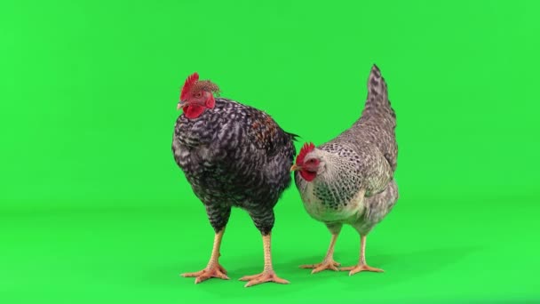 Gray Chicken Rooster Green Screen Hen Caring Rooster — Stock Video