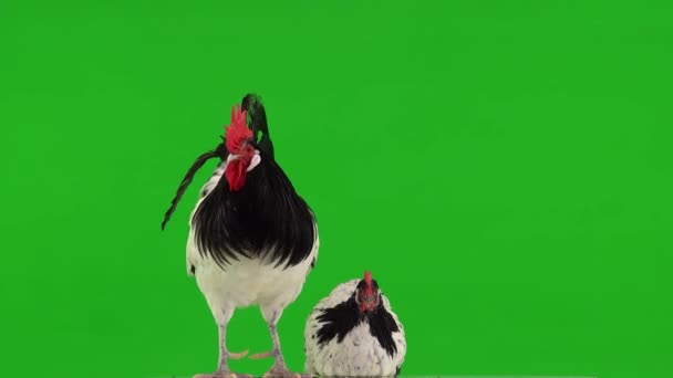 黑白相间的鸡肉和公鸡在绿色的屏幕上 小鸡坐着 公鸡站着 — 图库视频影像