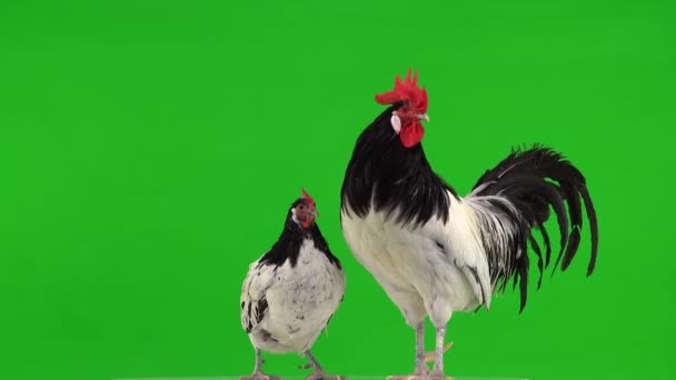 Pollo Blanco Negro Gallo Una Pantalla Verde Gallo Cantando Sonido — Vídeo de stock