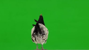 Siyah beyaz bir tavuk yeşil ekranda, stüdyoda geri geri duruyor.