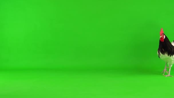 Rooster Walks Clucks Green Screen Studio — Stock Video