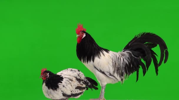 Huhn Und Hahn Profil Auf Einem Grünen Bildschirm Huhn Sitzt — Stockvideo