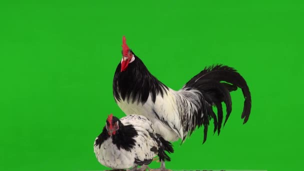 鸡肉和公鸡在绿色屏幕上的轮廓 小鸡坐着 公鸡站着唱歌 自然的声音 — 图库视频影像