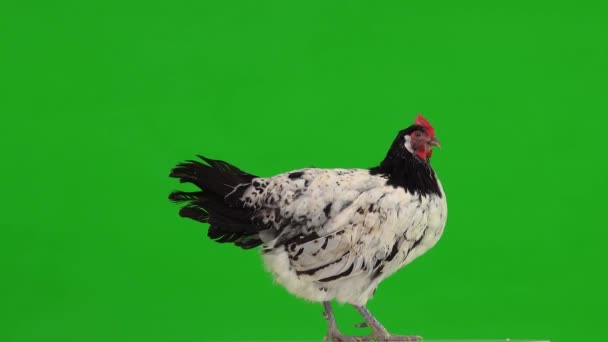 Pollo Blanco Negro Una Pantalla Verde — Vídeo de stock