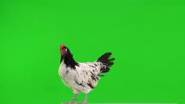 Czarny Biały Kurczak Stoi Spacery Zielonym Ekranie Studio — Wideo stockowe