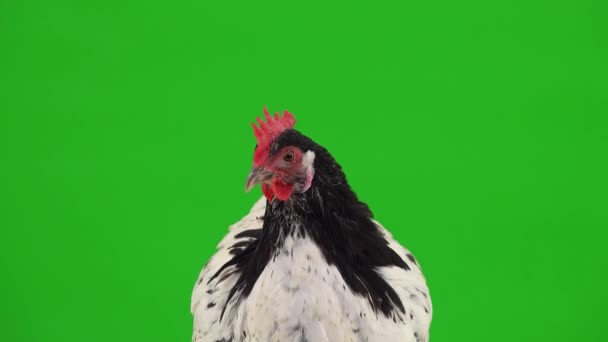 Retrato Gallina Pollo Blanco Negro Una Pantalla Verde — Vídeo de stock