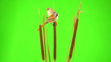 two mustachioed tits female and male sits on a reed (cattail), on a green screen. studio, natural sound