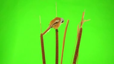 three baleen tits sits on a reed (cattail) on a green screen and two fly away. studio, natural sound
