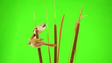 two baleen tits male sits on a reed (cattail), on a green screen. studio, natural sound