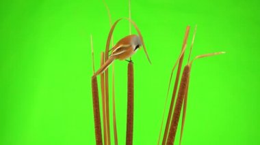very beautiful baleen tit sits on a reed (cattail), eats seeds on a green screen. studio, natural sound