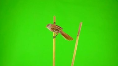 baleen tit jumping from branch to branch on a green screen. studio, slow motion