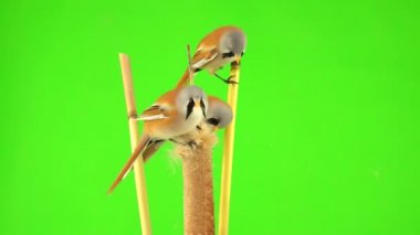 baleen tits sit on reed (cattail) eat seeds on green background. studio