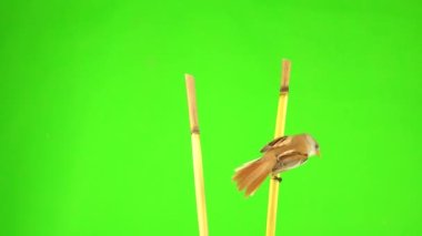 two baleen tits fly over on reed (cattail) and fly away on a green screen. studio