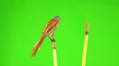 two baleen tits sit on reed (cattail) and fly away on a green screen. studio