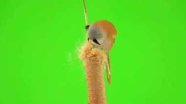 baleen tit sit on reed (cattail) and eat seeds on a green background. studio, natural sound