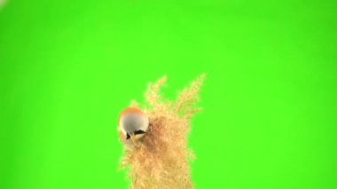 baleen tit sit on a reed against a green screen and peck at a broom. studio, natural sound