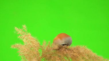 baleen tit sit on a reed against a green screen and peck at a broom. studio, natural sound