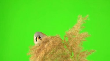 baleen tit sit on a reed against a green screen and peck at a broom. studio, natural sound