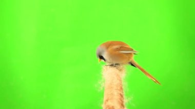 baleen tit sit on reed (cattail) and eat seeds on a green background. studio