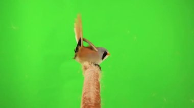baleen tit sit on reed (cattail) and eat seeds on a green background. studio, slow motion