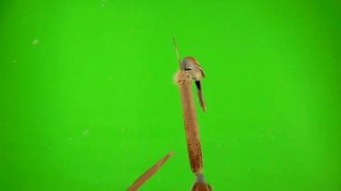 baleen tit sits on reed (cattail), other tits fly on a green background. studio, slow motion