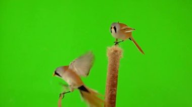 two baleen tits sit on reed (cattail) on a green screen, one tit has arrived. studio, slow motion
