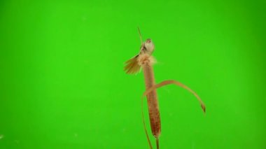 baleen tits fly and eat on the reed (cattail) on a green background. studio, slow motion