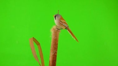 baleen tit sit on reed (cattail) on a green background. studio, slow motion