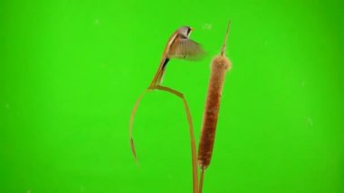 baleen tits fly and eat on the reed (cattail) on a green screen. studio, slow motion