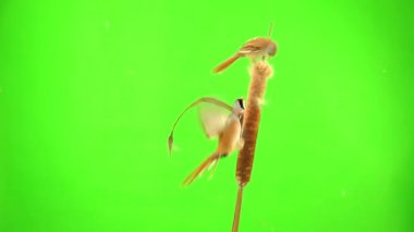 three baleen tits fly, eat and fly away on the reed (cattail) on a green background. studio, natural sound