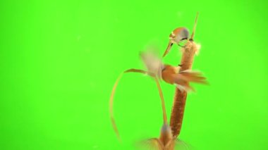 four baleen tits fly, eat and fly away on the reed (cattail) on a green background. studio, natural sound