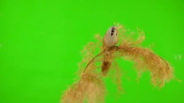 three baleen tits arrive on a reed (broom) on a green background and fly away. studio, slow motion