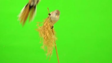 two mustachioed tits sit on a reed (broom), eat and fly away on a green background in the studio, natural sound